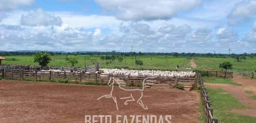 Fazenda à Venda Completíssima 149.166 hectares 4 Pistas de Pouso | Rondolândia/ MT