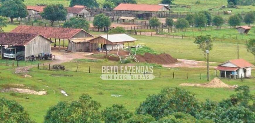 Fazenda c/ Rebanho 25mil cabeças de gado, avião e pista de pouso | Rondolândia/ MT Fazenda c/ Rebanho 25mil cabeças de gado, avião e pista de pouso | Rondolândia/ MT