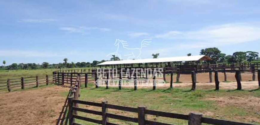 Fazenda c/ Rebanho 25mil cabeças de gado, avião e pista de pouso | Rondolândia/ MT Fazenda c/ Rebanho 25mil cabeças de gado, avião e pista de pouso | Rondolândia/ MT