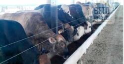 Fazenda TOP Produtiva Lavoura Pasto 46.623 hectares e Pista de Pouso | Paragominas/ PA