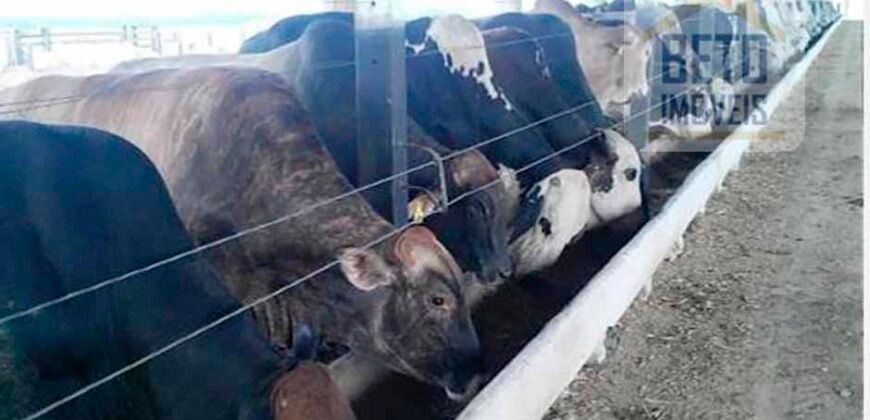 Fazenda TOP Produtiva Lavoura Pasto 46.623 hectares e Pista de Pouso | Paragominas/ PA