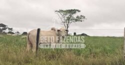 Fazenda c/ Rebanho 25mil cabeças de gado, avião e pista de pouso | Rondolândia/ MT Fazenda c/ Rebanho 25mil cabeças de gado, avião e pista de pouso | Rondolândia/ MT