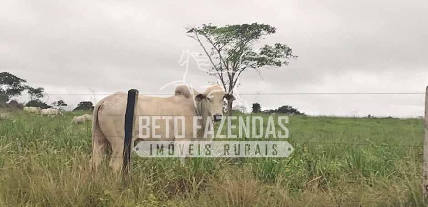 Fazenda c/ Rebanho 25mil cabeças de gado, avião e pista de pouso | Rondolândia/ MT Fazenda c/ Rebanho 25mil cabeças de gado, avião e pista de pouso | Rondolândia/ MT