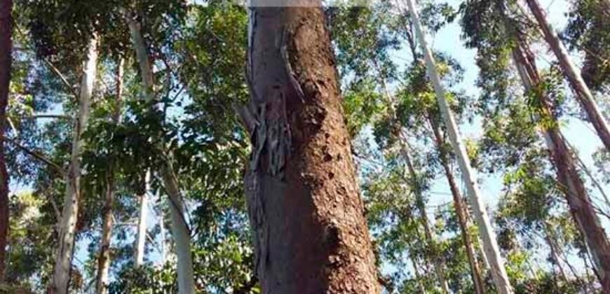 Fazenda de Eucalipto 980 hectares, estrutura para pecuária e 18 nascentes | São Sebastião/ SP Fazenda de Eucalipto 980 hectares, estrutura para pecuária e 18 nascentes | São Sebastião/ SP