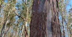 Fazenda de Eucalipto 980 hectares, estrutura para pecuária e 18 nascentes | São Sebastião/ SP Fazenda de Eucalipto 980 hectares, estrutura para pecuária e 18 nascentes | São Sebastião/ SP