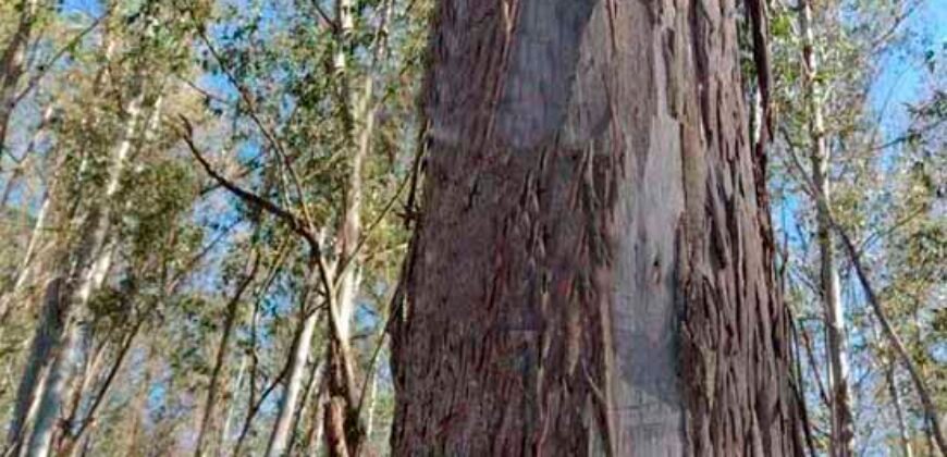 Fazenda de Eucalipto 980 hectares, estrutura para pecuária e 18 nascentes | São Sebastião/ SP Fazenda de Eucalipto 980 hectares, estrutura para pecuária e 18 nascentes | São Sebastião/ SP