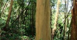 Fazenda de Eucalipto 980 hectares, estrutura para pecuária e 18 nascentes | São Sebastião/ SP Fazenda de Eucalipto 980 hectares, estrutura para pecuária e 18 nascentes | São Sebastião/ SP