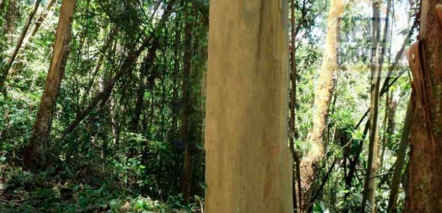 Fazenda de Eucalipto 980 hectares, estrutura para pecuária e 18 nascentes | São Sebastião/ SP Fazenda de Eucalipto 980 hectares, estrutura para pecuária e 18 nascentes | São Sebastião/ SP