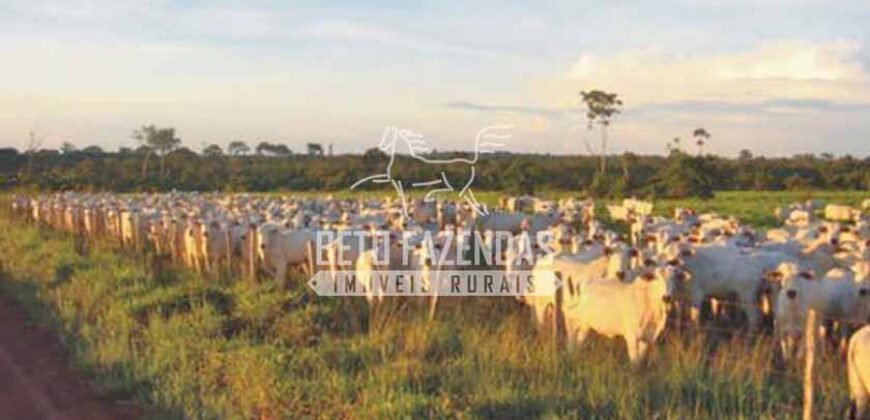 Fazenda c/ Rebanho 25mil cabeças de gado, avião e pista de pouso | Rondolândia/ MT Fazenda c/ Rebanho 25mil cabeças de gado, avião e pista de pouso | Rondolândia/ MT