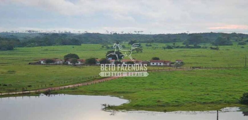 Fazenda c/ Rebanho 25mil cabeças de gado, avião e pista de pouso | Rondolândia/ MT Fazenda c/ Rebanho 25mil cabeças de gado, avião e pista de pouso | Rondolândia/ MT