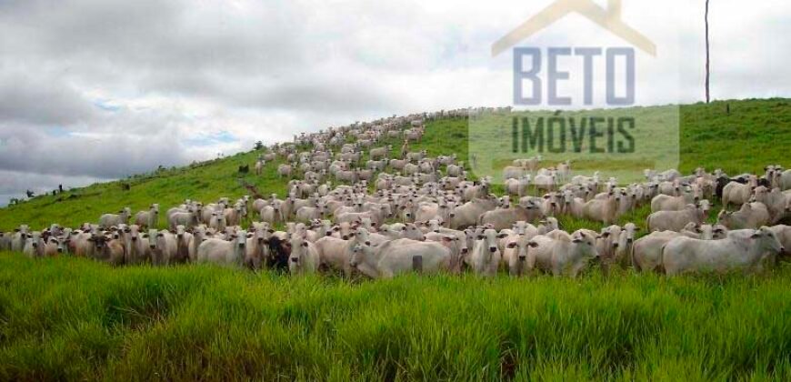 Fazenda c/ Rebanho 25mil cabeças de gado, avião e pista de pouso | Rondolândia/ MT Fazenda c/ Rebanho 25mil cabeças de gado, avião e pista de pouso | Rondolândia/ MT