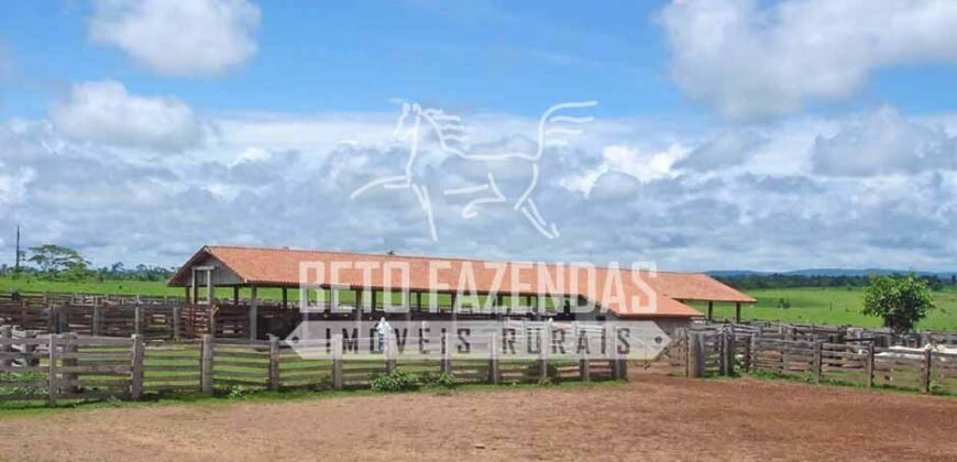 Fazenda c/ Rebanho 25mil cabeças de gado, avião e pista de pouso | Rondolândia/ MT Fazenda c/ Rebanho 25mil cabeças de gado, avião e pista de pouso | Rondolândia/ MT