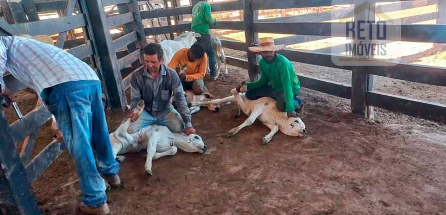 Fazenda para pastagem com 7500 cabeças de gado e próximo à cidade | Marabá – PA Fazenda para pastagem com 7500 cabeças de gado e próximo à cidade | Marabá – PA