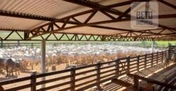 Fazenda para pastagem com 7500 cabeças de gado e próximo à cidade | Marabá – PA Fazenda para pastagem com 7500 cabeças de gado e próximo à cidade | Marabá – PA