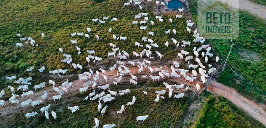 Fazenda para pastagem com 7500 cabeças de gado e próximo à cidade | Marabá – PA Fazenda para pastagem com 7500 cabeças de gado e próximo à cidade | Marabá – PA