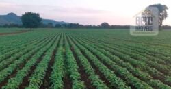 Fazenda com toda infra-estrutura 5 mil hectares para lavoura e pecuária – Palmas/ TO
