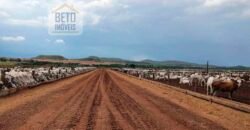 Fazenda com toda infra-estrutura 5 mil hectares para lavoura e pecuária – Palmas/ TO