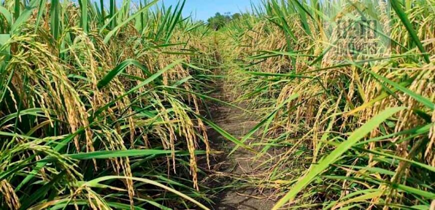 Fazenda para lavoura e pasto com toda infraestrutura 29.739 hectares | Bacia do Araguia – TO Fazenda para lavoura e pasto com toda infraestrutura 29.739 hectares | Bacia do Araguia – TO