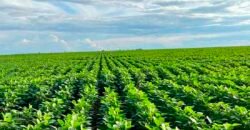 Fazenda para lavoura e pasto com toda infraestrutura 29.739 hectares | Bacia do Araguia – TO Fazenda para lavoura e pasto com toda infraestrutura 29.739 hectares | Bacia do Araguia – TO