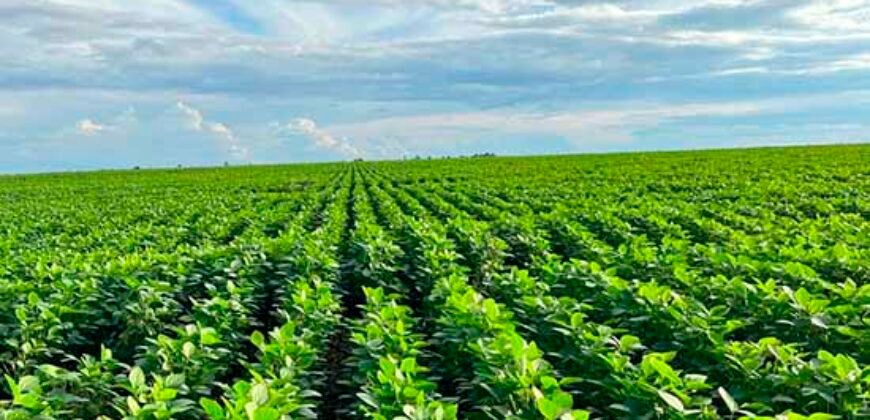 Fazenda para lavoura e pasto com toda infraestrutura 29.739 hectares | Bacia do Araguia – TO Fazenda para lavoura e pasto com toda infraestrutura 29.739 hectares | Bacia do Araguia – TO