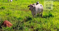 Fazenda para lavoura e pasto com toda infraestrutura 29.739 hectares | Bacia do Araguia – TO Fazenda para lavoura e pasto com toda infraestrutura 29.739 hectares | Bacia do Araguia – TO