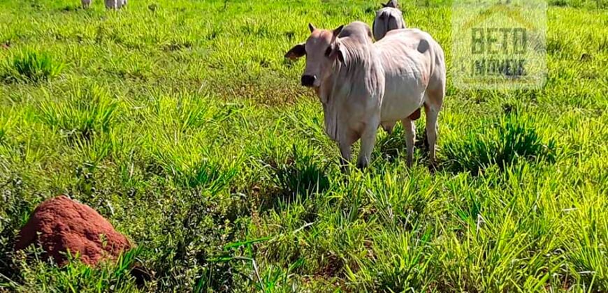 Fazenda para lavoura e pasto com toda infraestrutura 29.739 hectares | Bacia do Araguia – TO Fazenda para lavoura e pasto com toda infraestrutura 29.739 hectares | Bacia do Araguia – TO