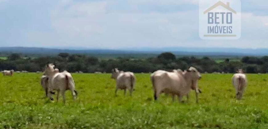 Fazenda para lavoura e pasto com toda infraestrutura 29.739 hectares | Bacia do Araguia – TO Fazenda para lavoura e pasto com toda infraestrutura 29.739 hectares | Bacia do Araguia – TO