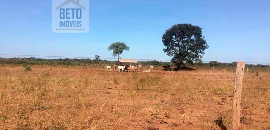Fazenda Completa 40.600 hectares c pista de pouso e hangar | Pium/ TO