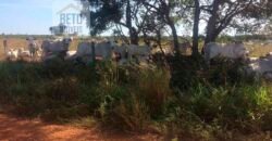 Fazenda Completa 40.600 hectares c pista de pouso e hangar | Pium/ TO