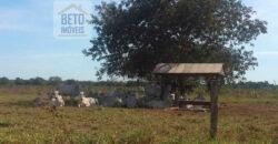 Fazenda Completa 40.600 hectares c pista de pouso e hangar | Pium/ TO