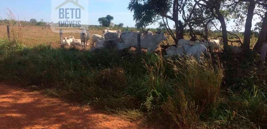 Fazenda Completa 40.600 hectares c pista de pouso e hangar | Pium/ TO