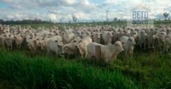 Fazenda à Venda Completíssima 149.166 hectares 4 Pistas de Pouso | Rondolândia/ MT