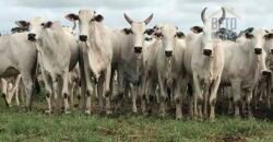 Fazenda à Venda Completíssima 149.166 hectares 4 Pistas de Pouso | Rondolândia/ MT