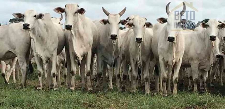 Fazenda à Venda Completíssima 149.166 hectares 4 Pistas de Pouso | Rondolândia/ MT