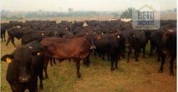 Fazenda à Venda Completíssima 149.166 hectares 4 Pistas de Pouso | Rondolândia/ MT