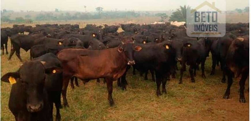 Fazenda à Venda Completíssima 149.166 hectares 4 Pistas de Pouso | Rondolândia/ MT