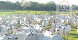 Fazenda à Venda Completíssima 149.166 hectares 4 Pistas de Pouso | Rondolândia/ MT