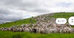 Fazenda à Venda Completíssima 149.166 hectares 4 Pistas de Pouso | Rondolândia/ MT