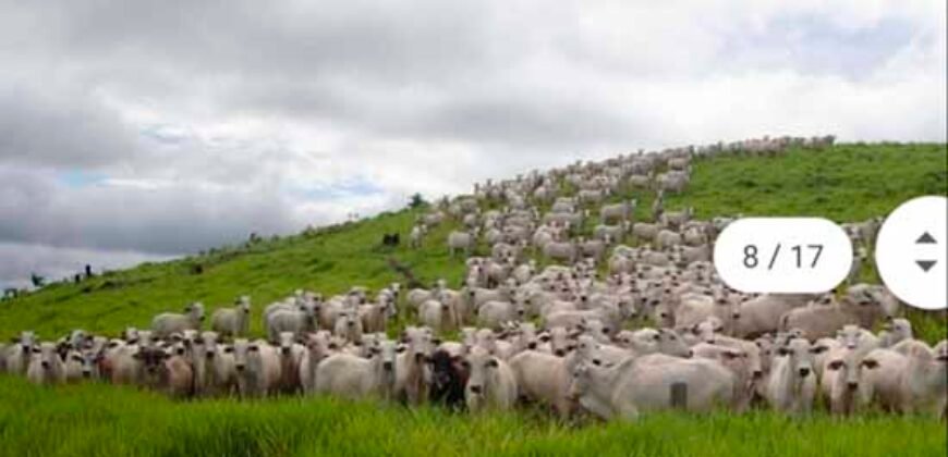 Fazenda à Venda Completíssima 149.166 hectares 4 Pistas de Pouso | Rondolândia/ MT