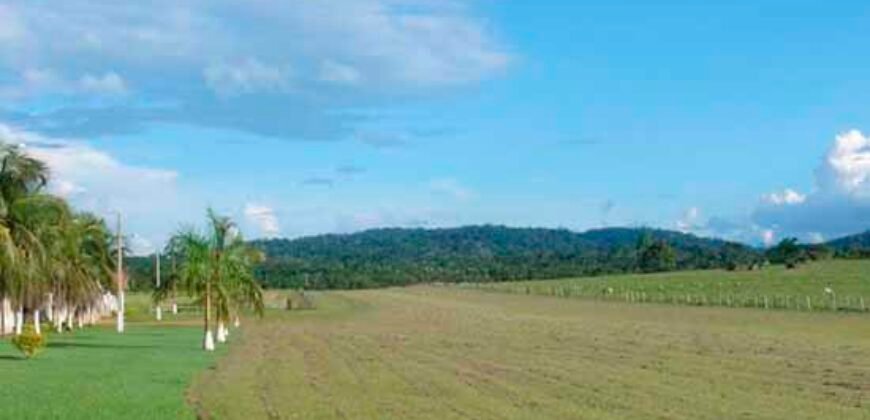Fazenda à Venda Completíssima 149.166 hectares 4 Pistas de Pouso | Rondolândia/ MT