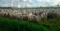 Fazenda à Venda Completíssima 149.166 hectares 4 Pistas de Pouso | Rondolândia/ MT