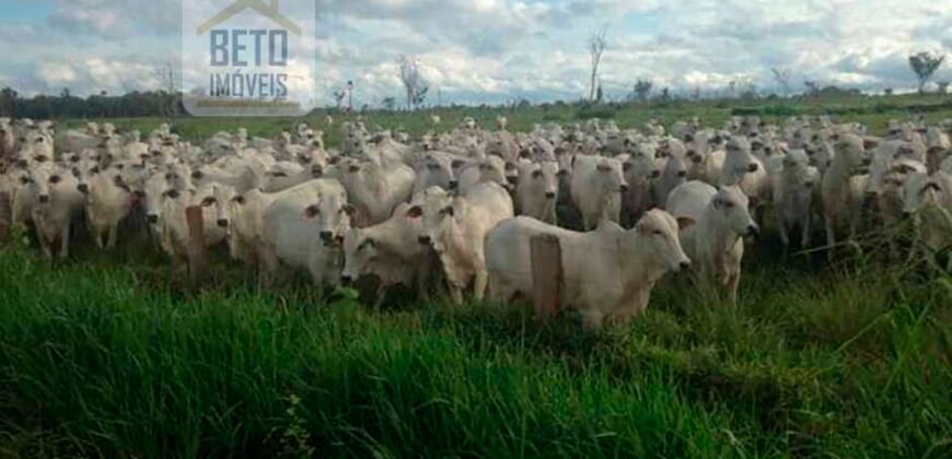 Fazenda à Venda Completíssima 149.166 hectares 4 Pistas de Pouso | Rondolândia/ MT