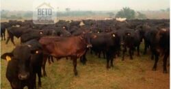 Fazenda à Venda Completíssima 149.166 hectares 4 Pistas de Pouso | Rondolândia/ MT