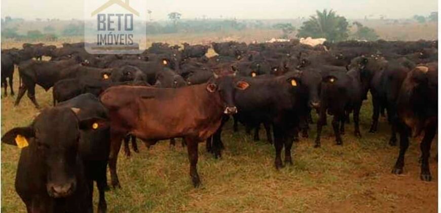 Fazenda à Venda Completíssima 149.166 hectares 4 Pistas de Pouso | Rondolândia/ MT