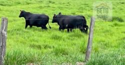 Fazenda Estruturada para Lavoura e Pasto c/ Maquinário 17.125 ha | Região de Araguaína – TO