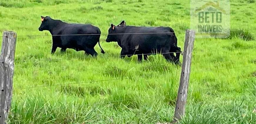 Fazenda Estruturada para Lavoura e Pasto c/ Maquinário 17.125 ha | Região de Araguaína – TO