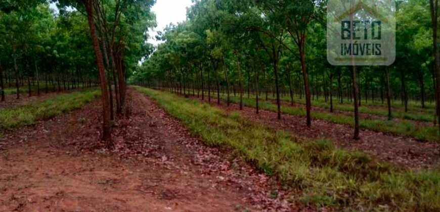 Fazenda Estruturada para Lavoura e Pasto c/ Maquinário 17.125 ha | Região de Araguaína – TO