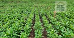 Fazenda Estruturada para Lavoura e Pasto c/ Maquinário 17.125 ha | Região de Araguaína – TO