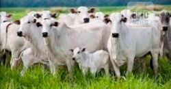 Fazenda Top Pecuária, Lavoura, Piscicultura e Frigorífico 60.288 ha | Muquém de São Francisco/ BA Fazenda Top Pecuária, Lavoura, Piscicultura e Frigorífico 60.288 ha | Muquém de São Francisco/ BA