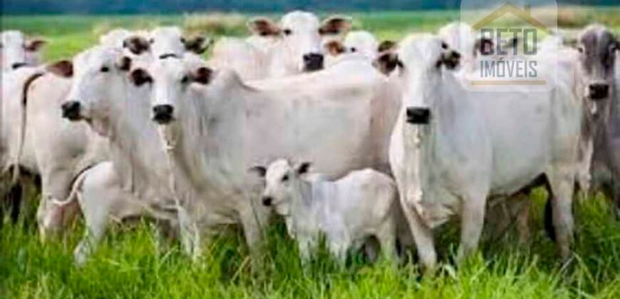 Fazenda Top Pecuária, Lavoura, Piscicultura e Frigorífico 60.288 ha | Muquém de São Francisco/ BA Fazenda Top Pecuária, Lavoura, Piscicultura e Frigorífico 60.288 ha | Muquém de São Francisco/ BA